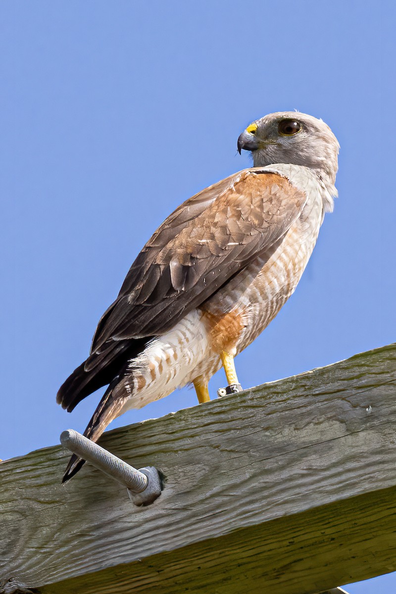 Ridgway's Hawk - ML320420581