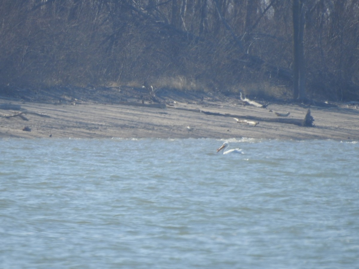 American White Pelican - Philip Steiner