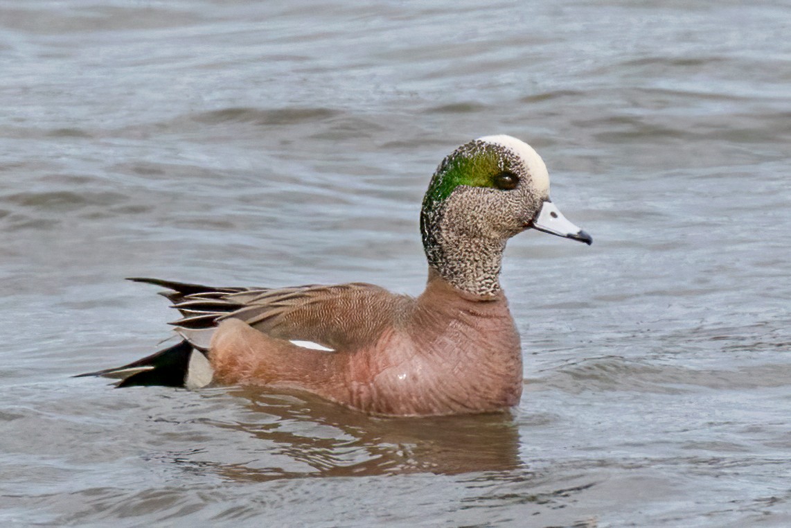 American Wigeon - ML320421761