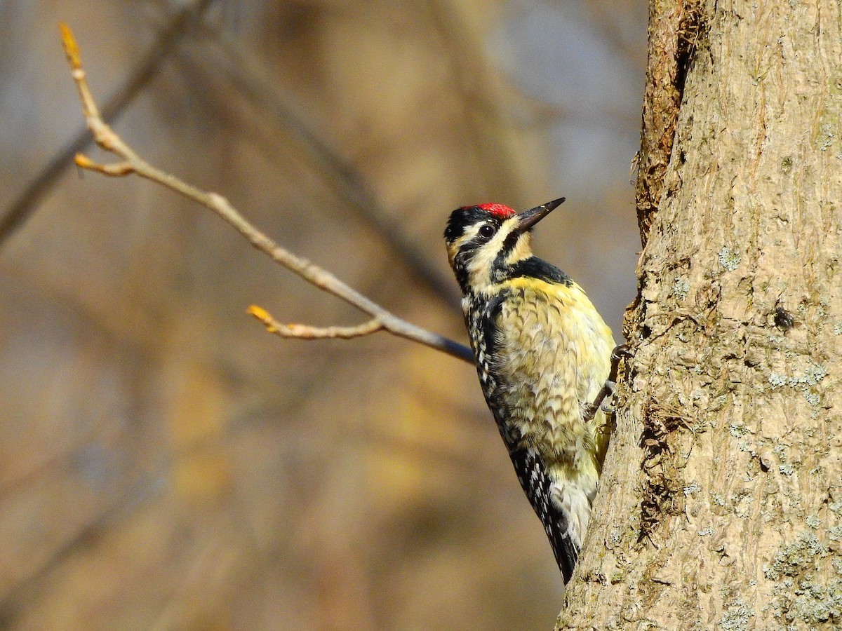 Yellow-bellied Sapsucker - ML320422201