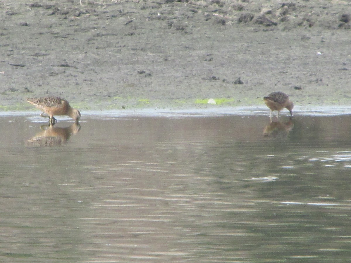 Long-billed Dowitcher - ML32042241