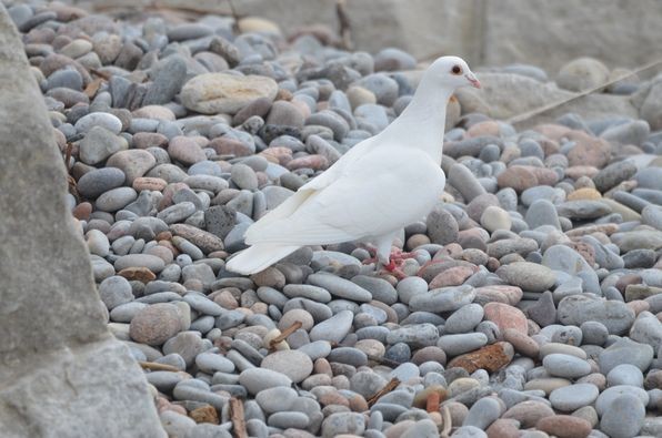 Rock Pigeon (Feral Pigeon) - ML320423321