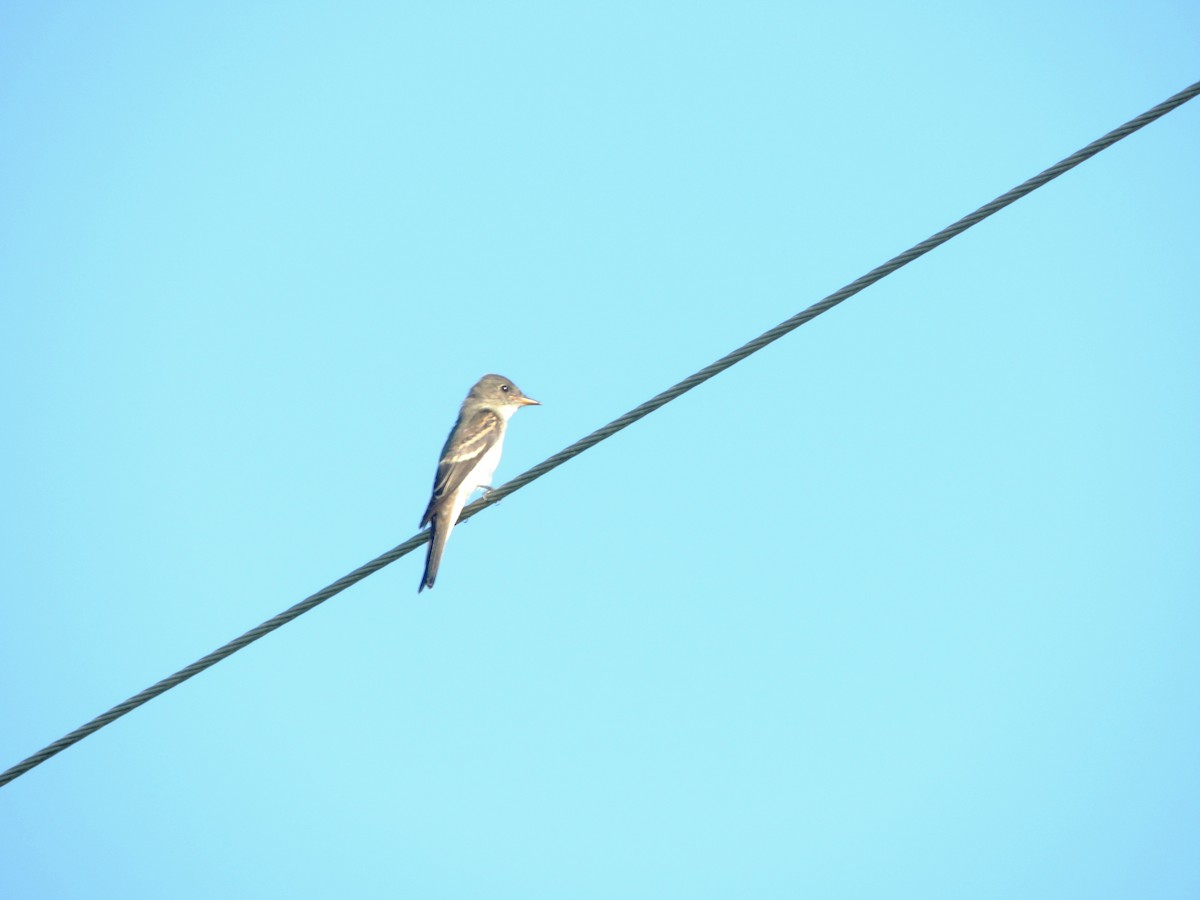 Eastern Wood-Pewee - ML32042401