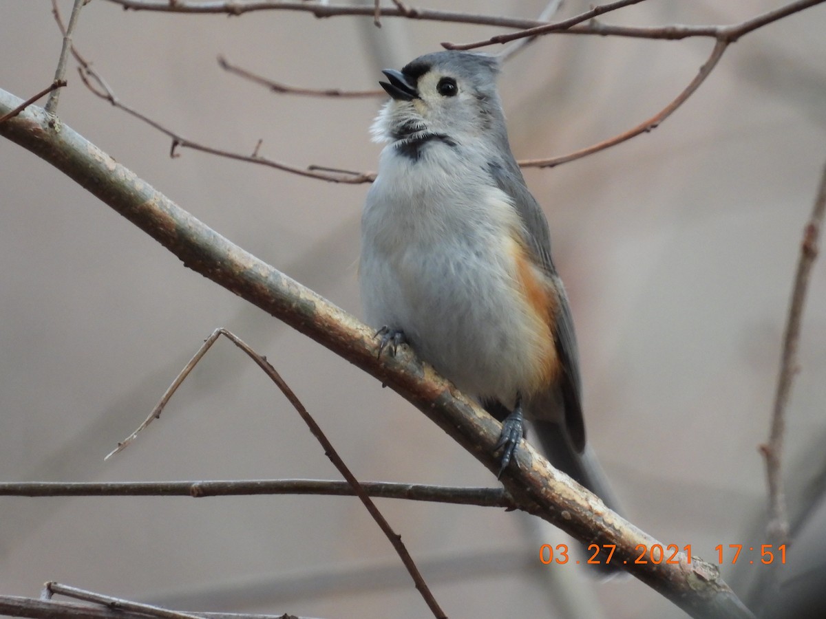 Tufted Titmouse - Jeff Fengler