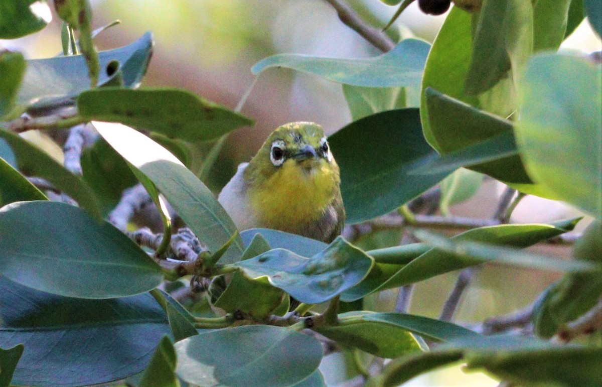 Swinhoe's White-eye - ML320427851