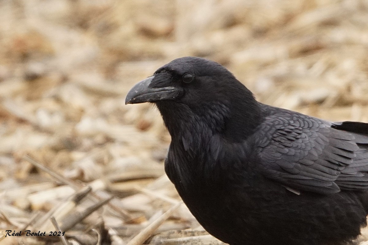 Common Raven - Réal Boulet 🦆