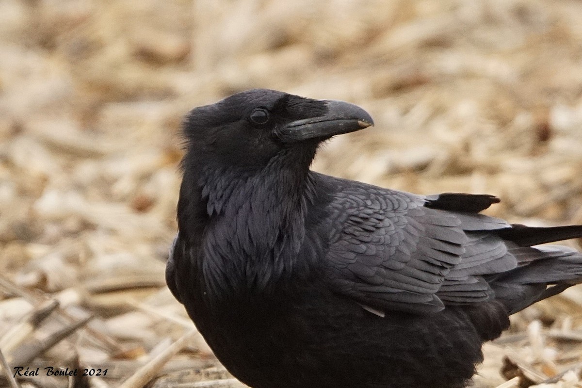 Common Raven - Réal Boulet 🦆