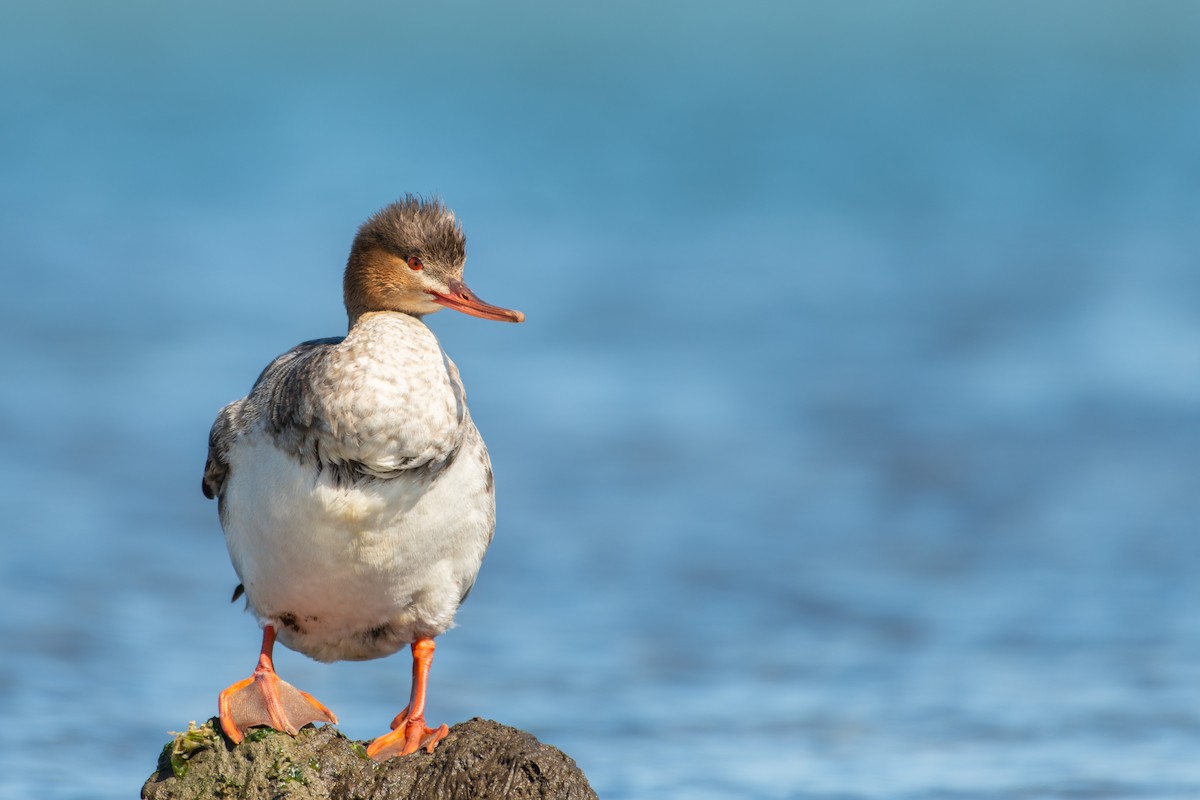 Red-breasted Merganser - ML320428911