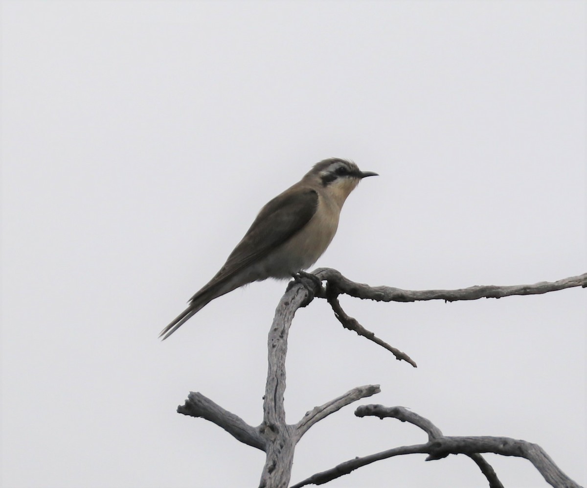 Black-eared Cuckoo - David Ekdahl