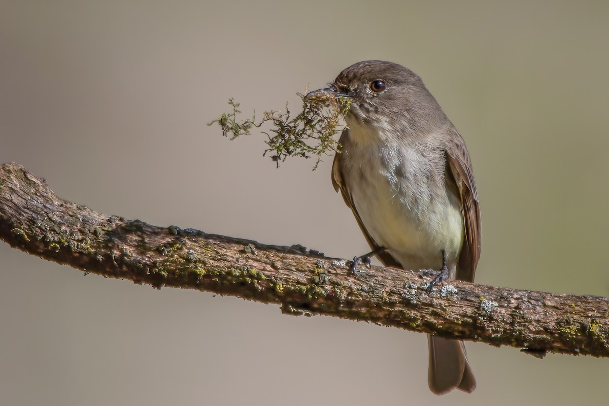 Eastern Phoebe - ML320429211