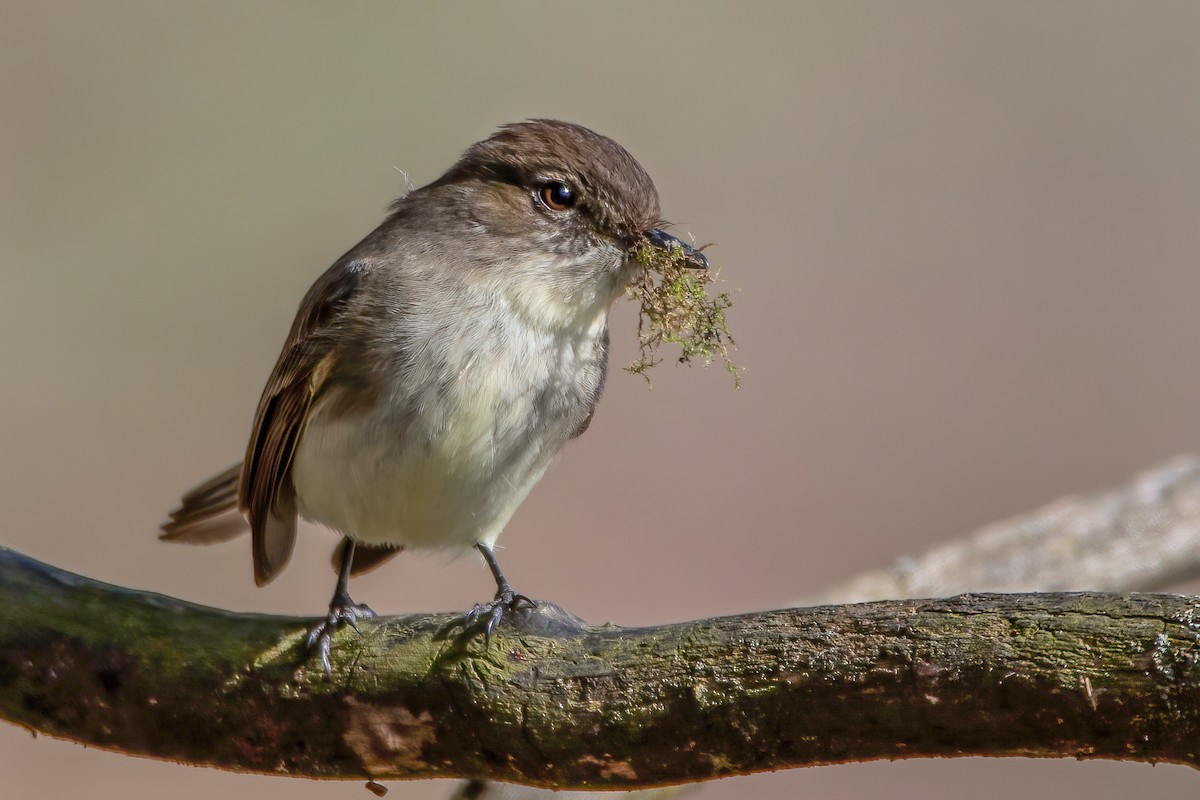 Eastern Phoebe - ML320429421