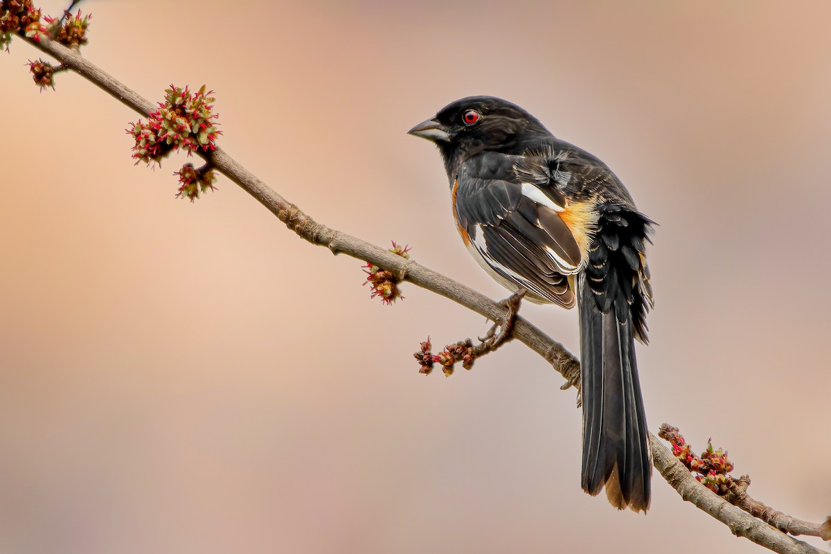 Eastern Towhee - ML320429661