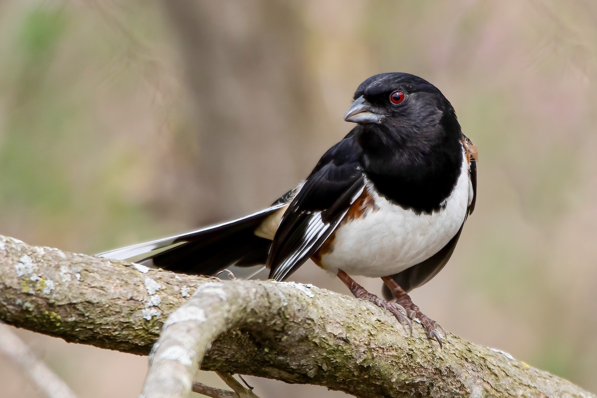 Eastern Towhee - ML320429761