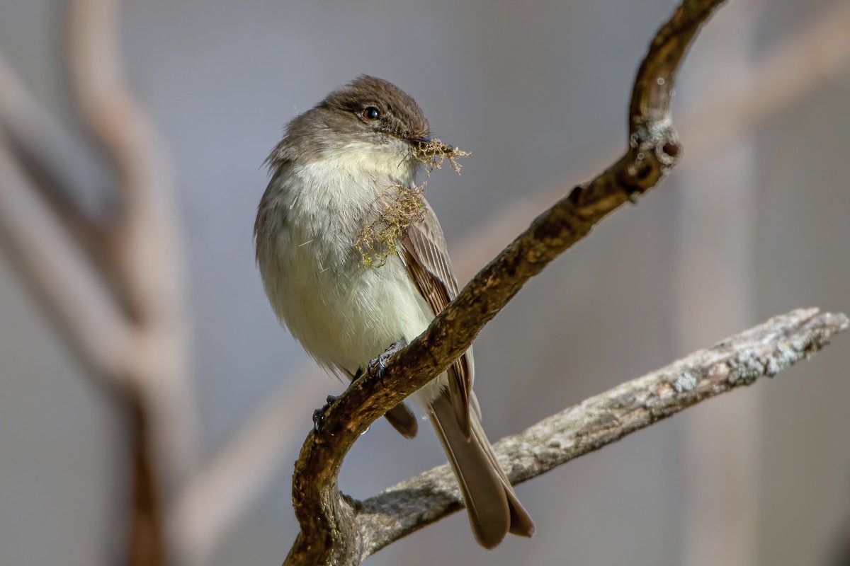 Eastern Phoebe - ML320430031