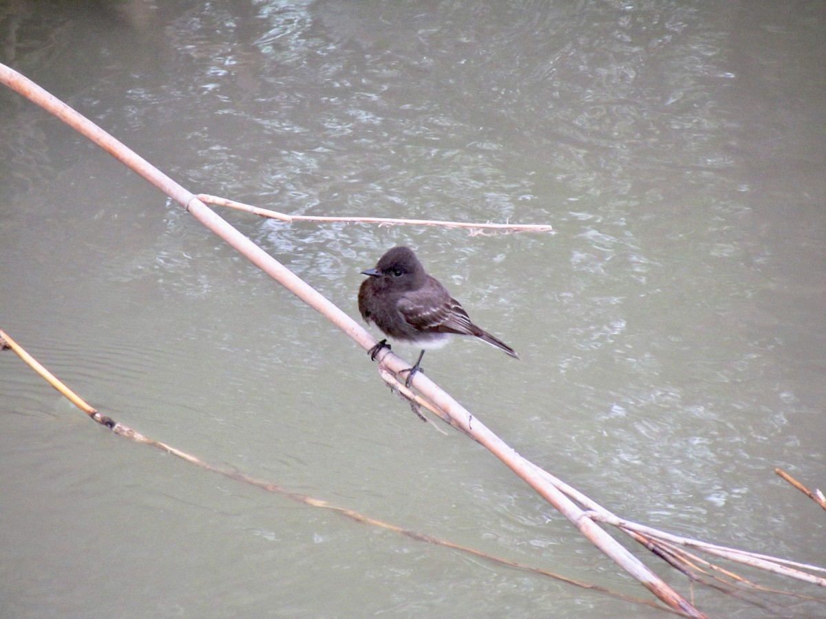 Black Phoebe - ML320431041