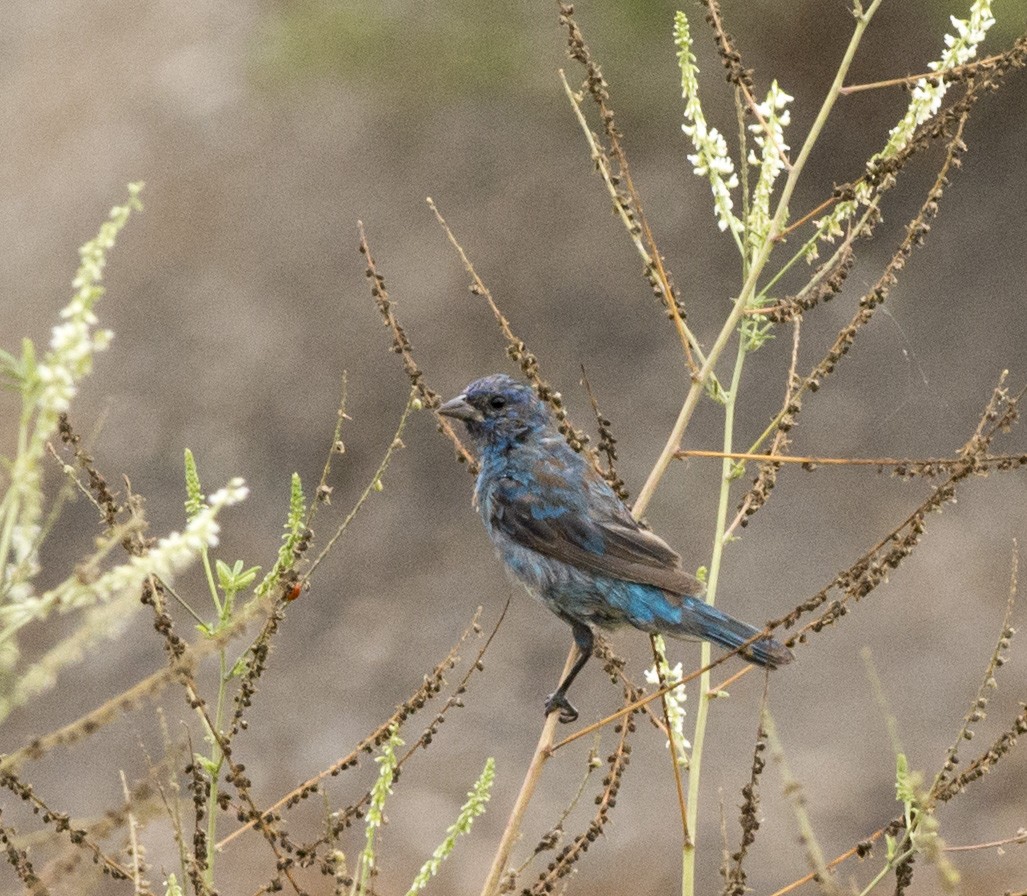 Lazuli/Indigo Bunting - Sandrine Biziaux-Scherson