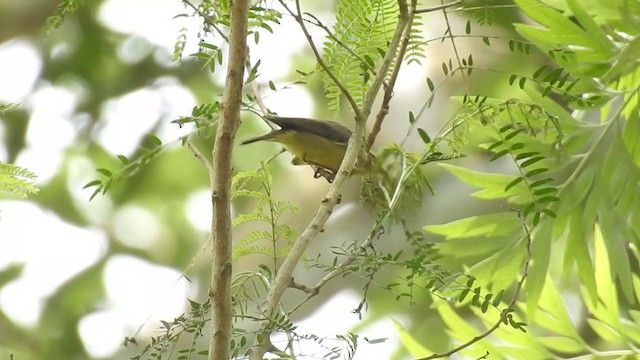 Tickell's Leaf Warbler (Tickell's) - ML320434311