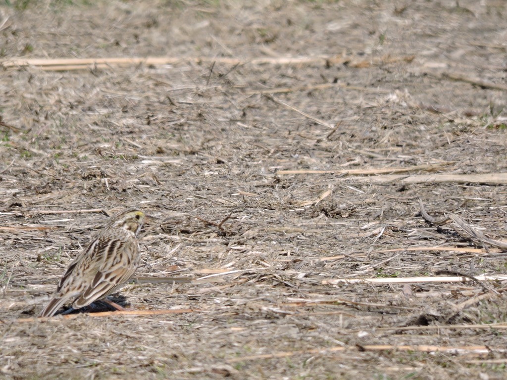 Savannah Sparrow - ML320435171