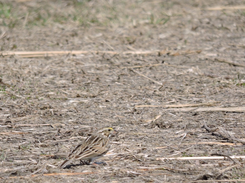 Savannah Sparrow - Claire Atherton