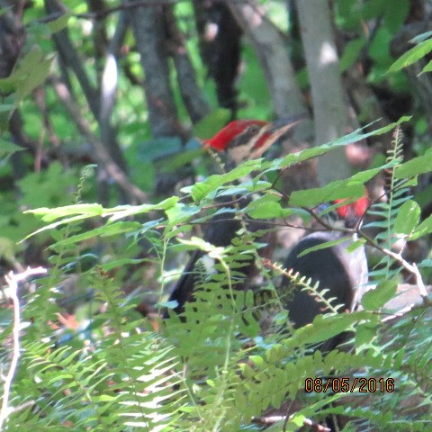 Pileated Woodpecker - ML32043571