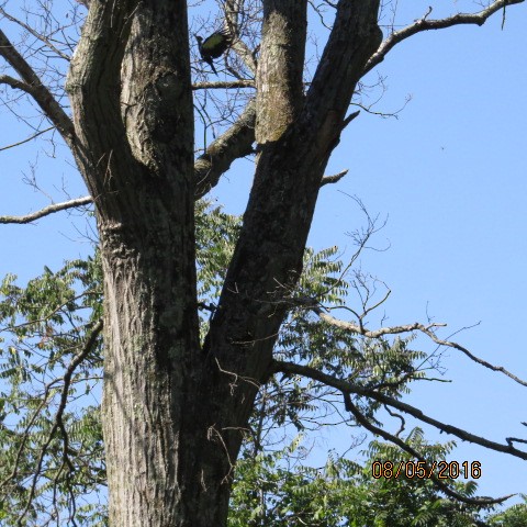 Pileated Woodpecker - ML32043581