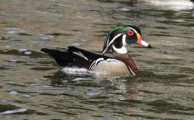 Wood Duck - ML320436761