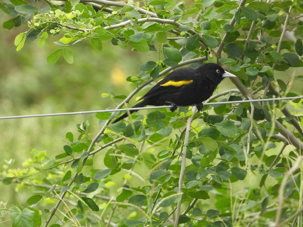 Golden-winged Cacique - ML320438391