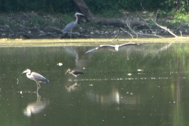 White Ibis - Jeff Bartosik