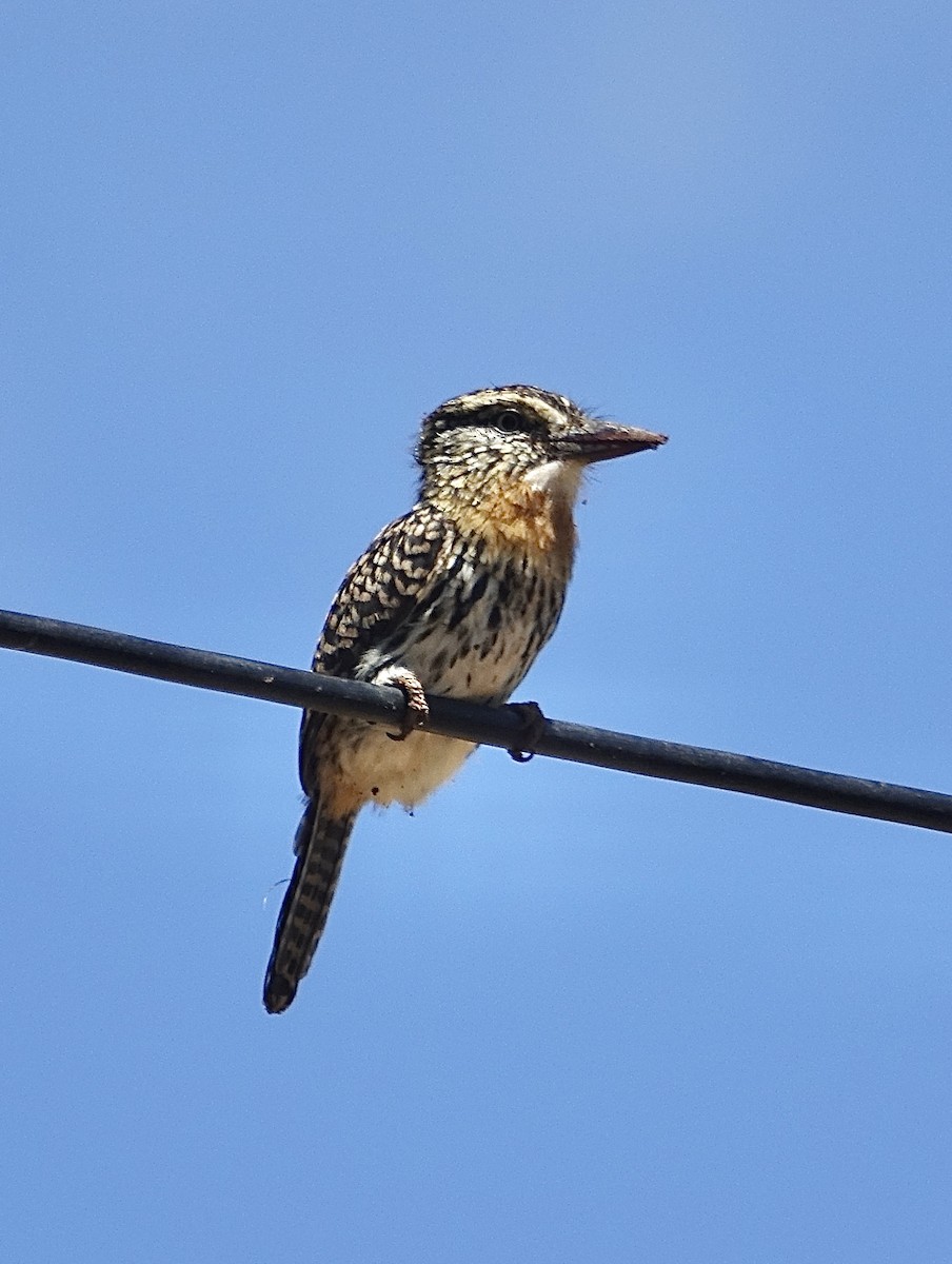 Spot-backed Puffbird - Howie Nielsen