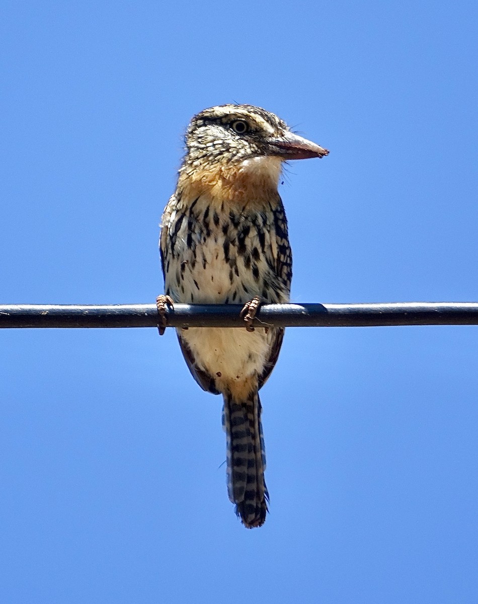 Spot-backed Puffbird - ML320442771