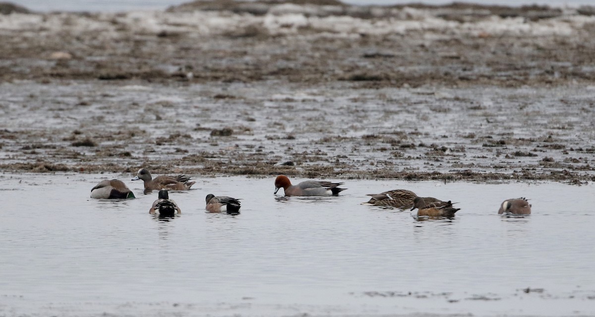 Eurasian Wigeon - ML320444811