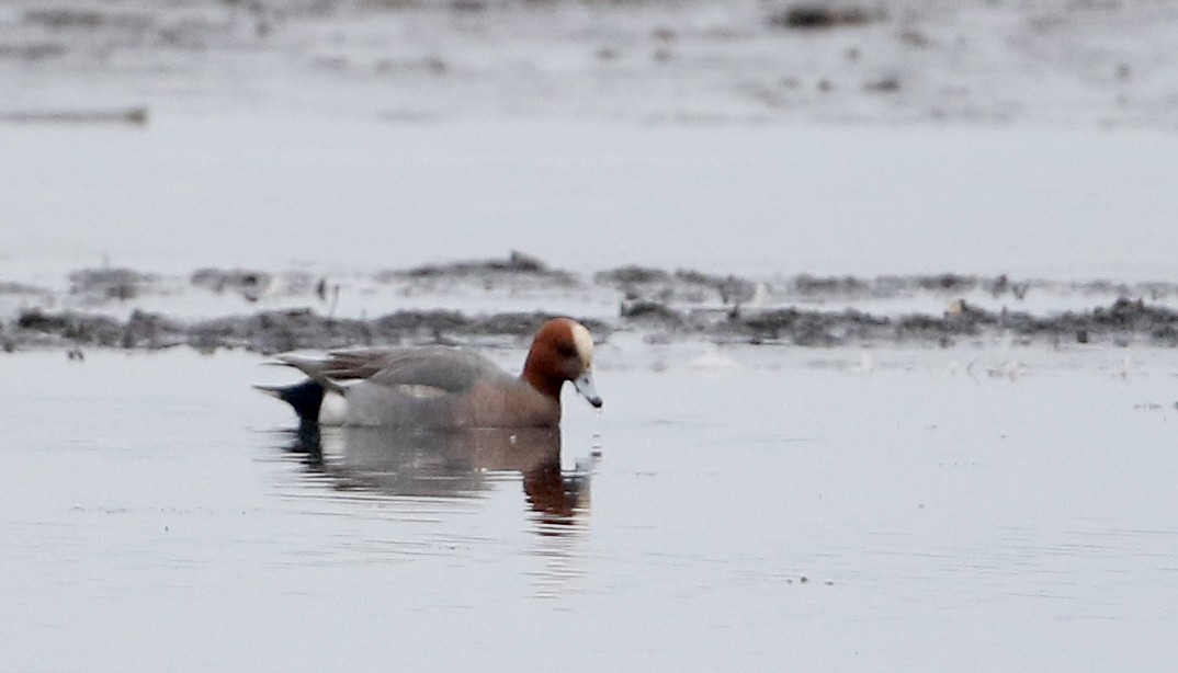 Eurasian Wigeon - ML320444981