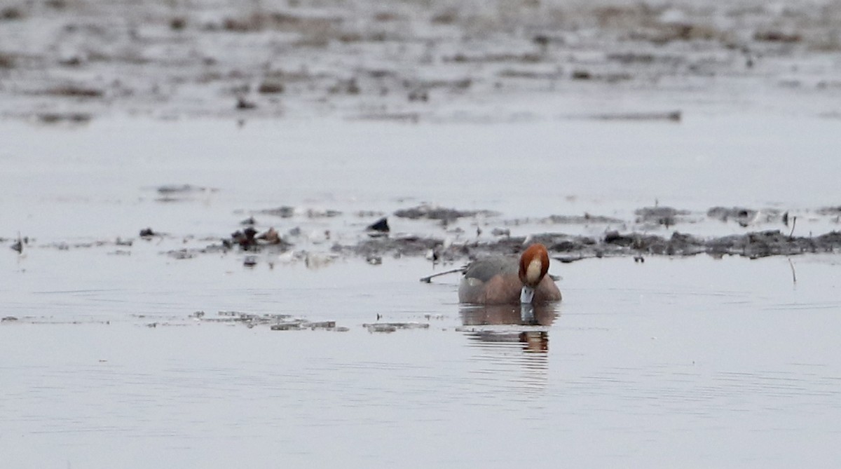 Eurasian Wigeon - ML320445041