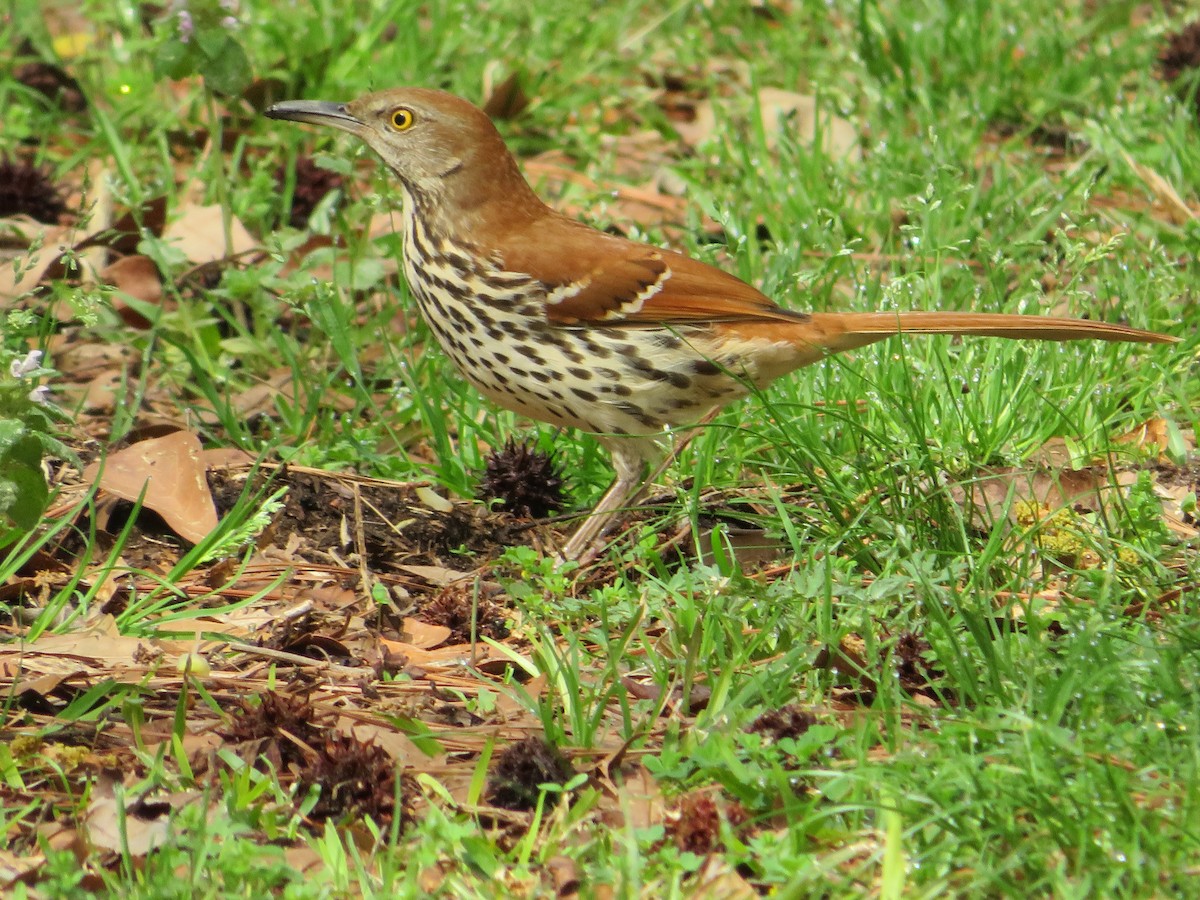 Brown Thrasher - ML320445681