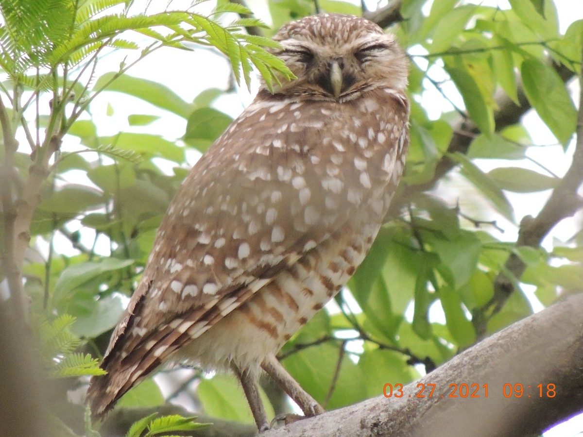 Burrowing Owl - ML320446621