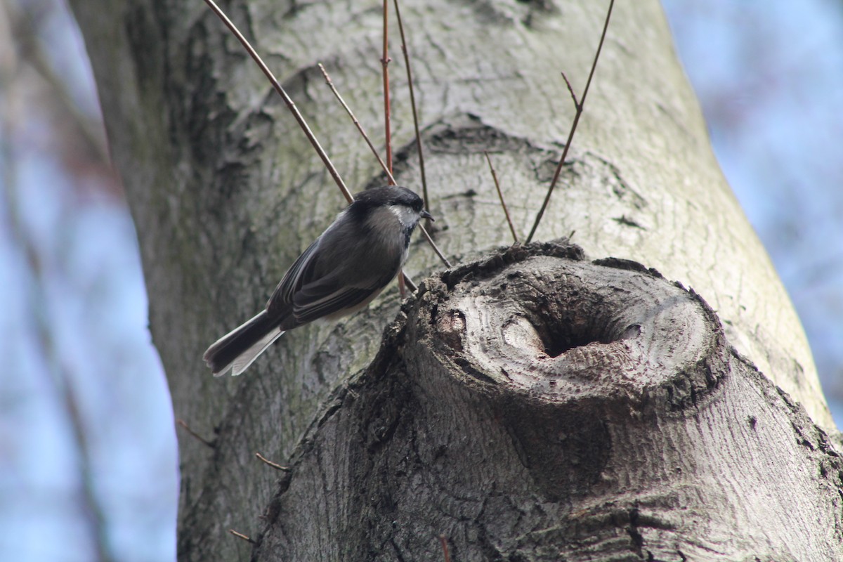 Black-capped Chickadee - ML320448011