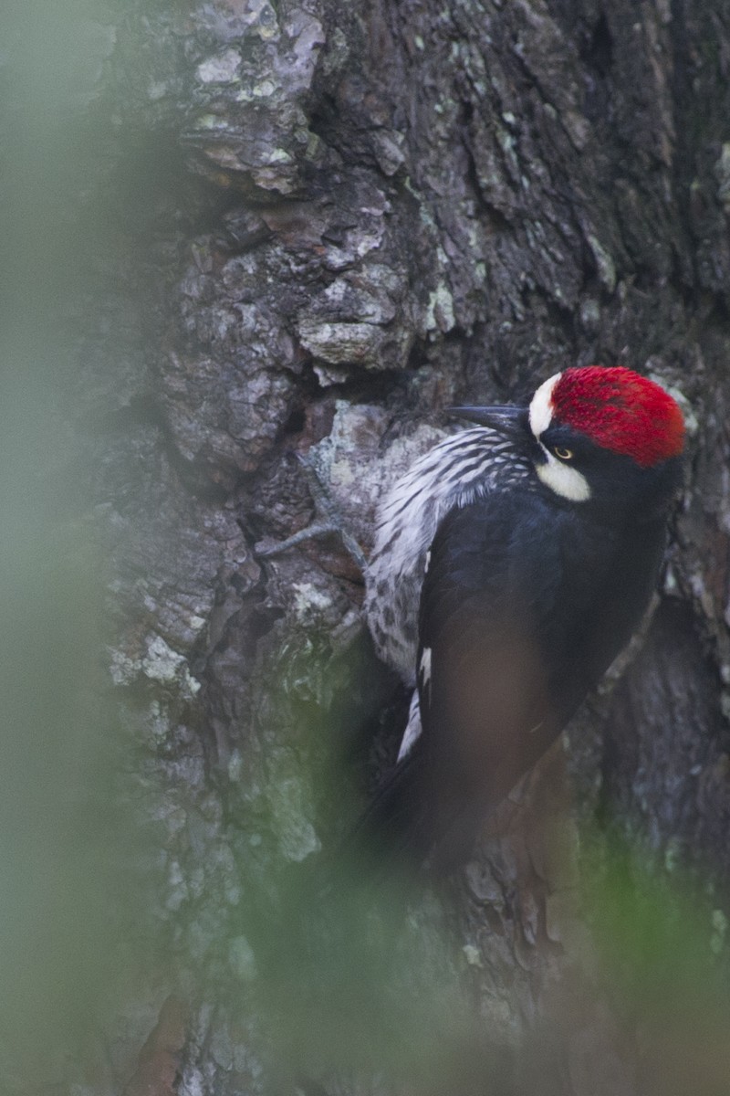 Acorn Woodpecker - John Cahill xikanel.com