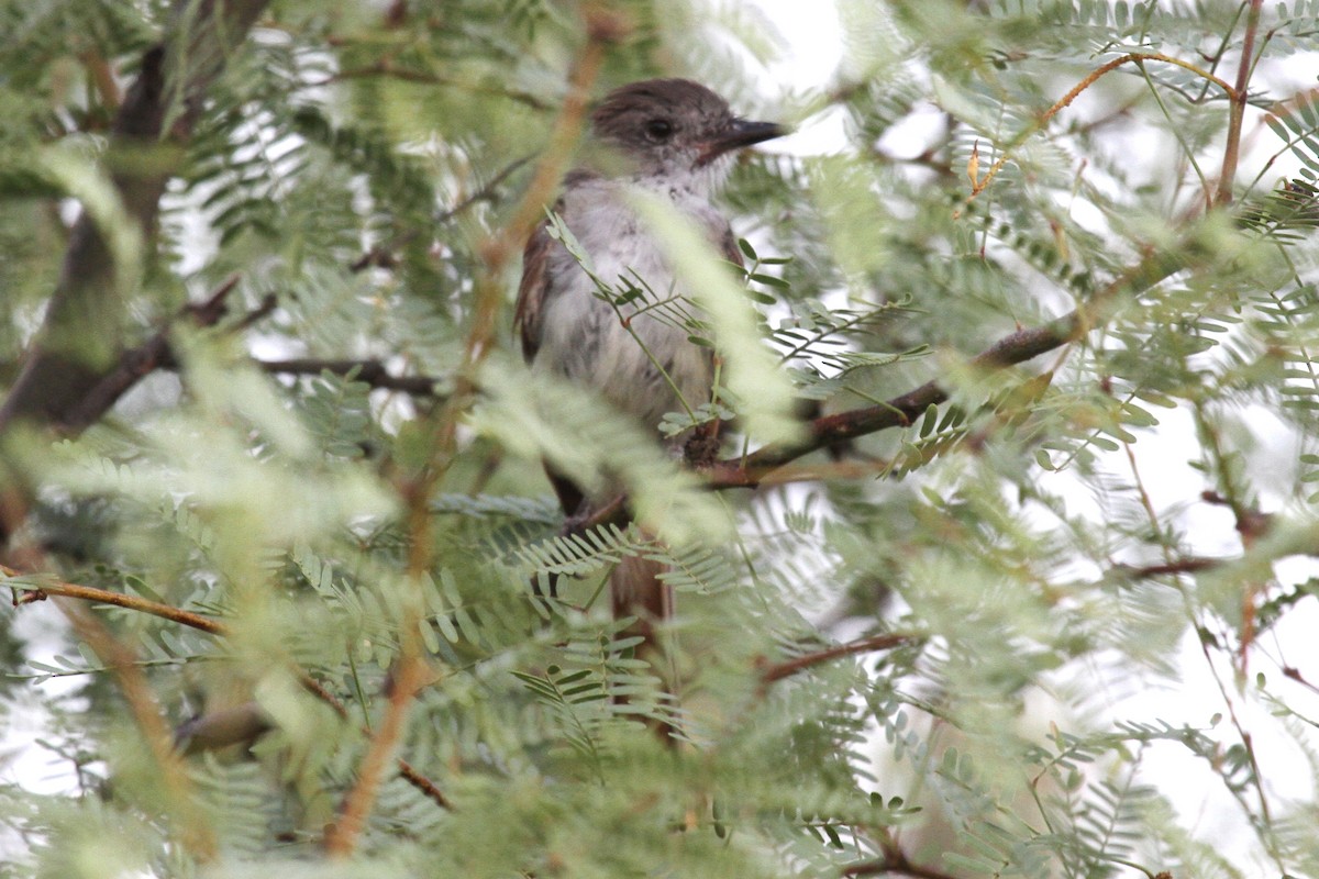 Brown-crested Flycatcher - Lindsay Story