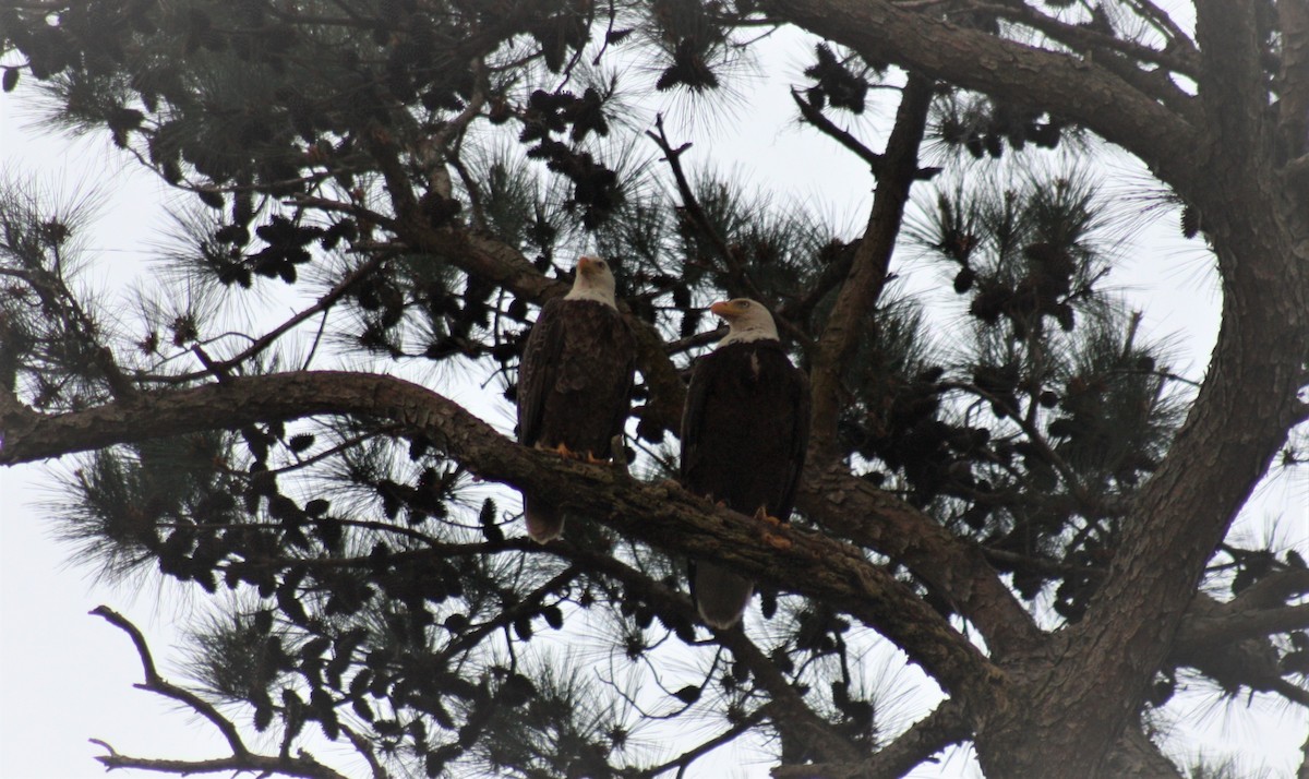 Bald Eagle - ML320455751