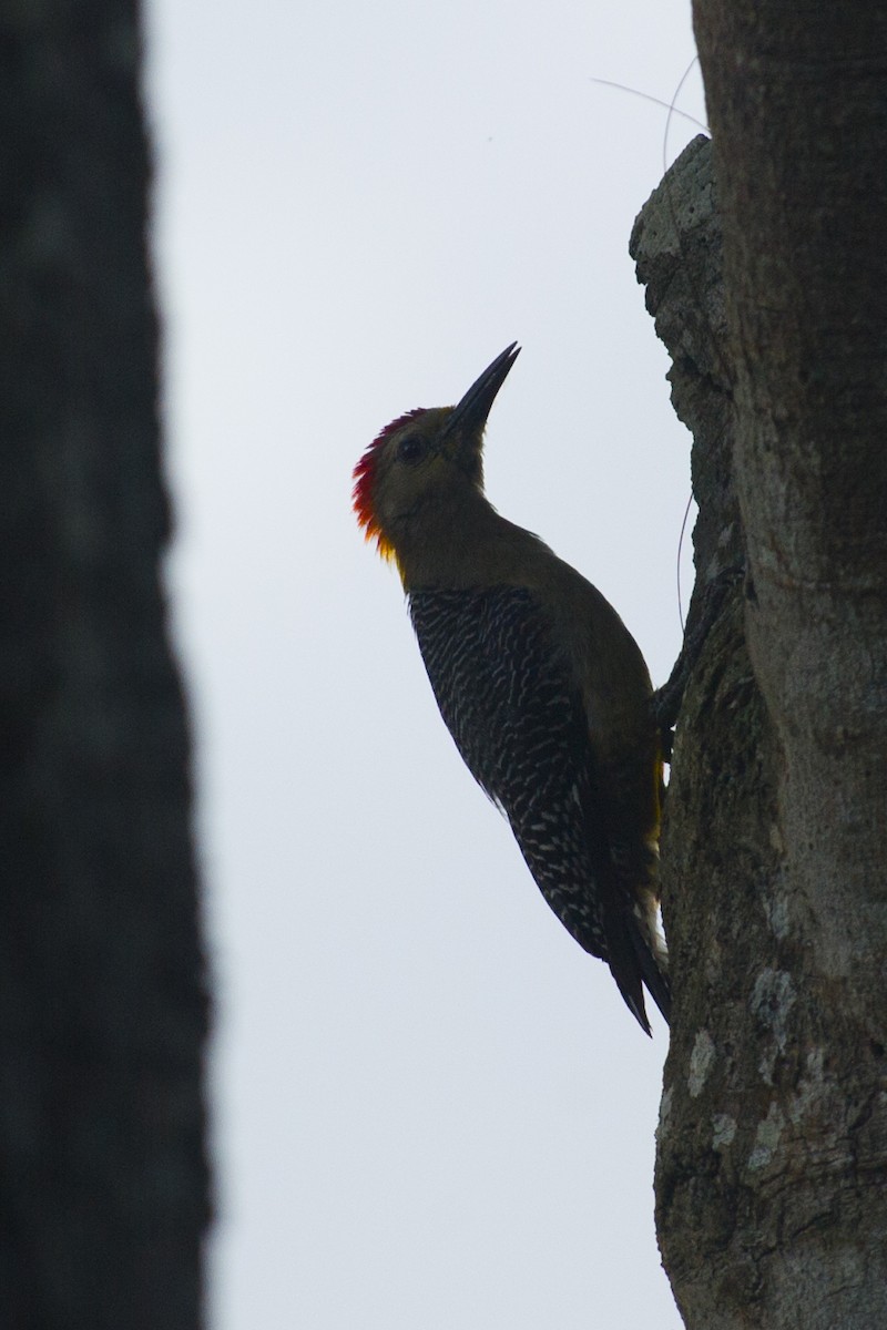 Golden-fronted Woodpecker - ML32045621