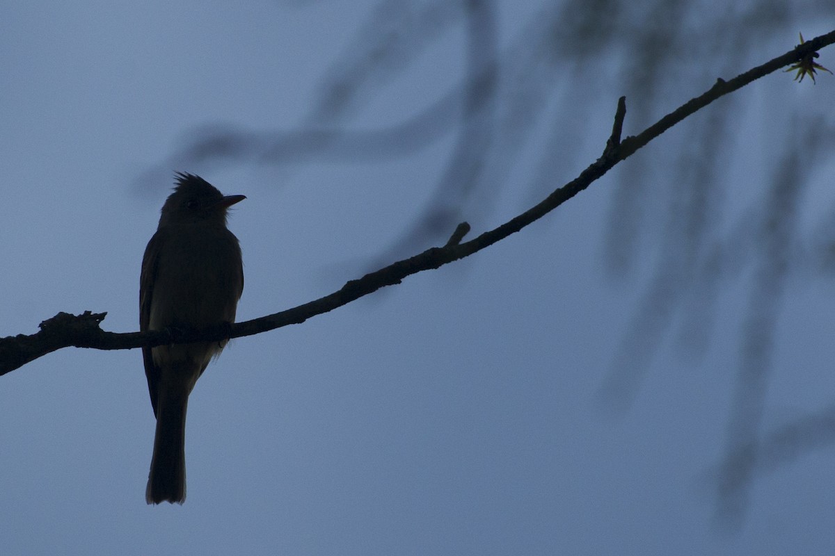 Greater Pewee - ML32045681