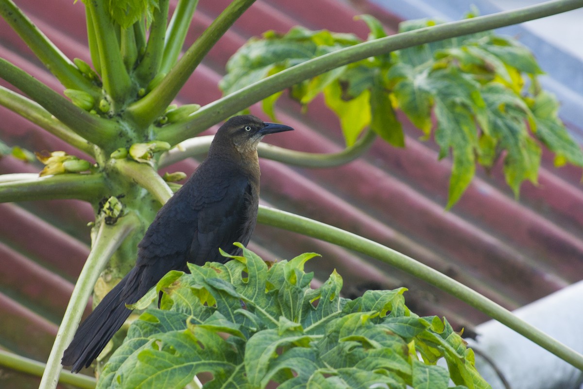 Great-tailed Grackle - ML32045741