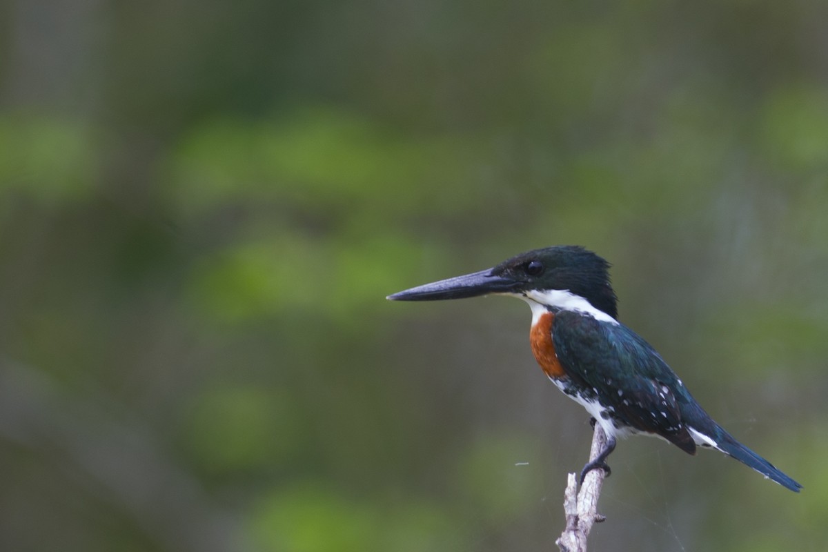 Green Kingfisher - John Cahill xikanel.com