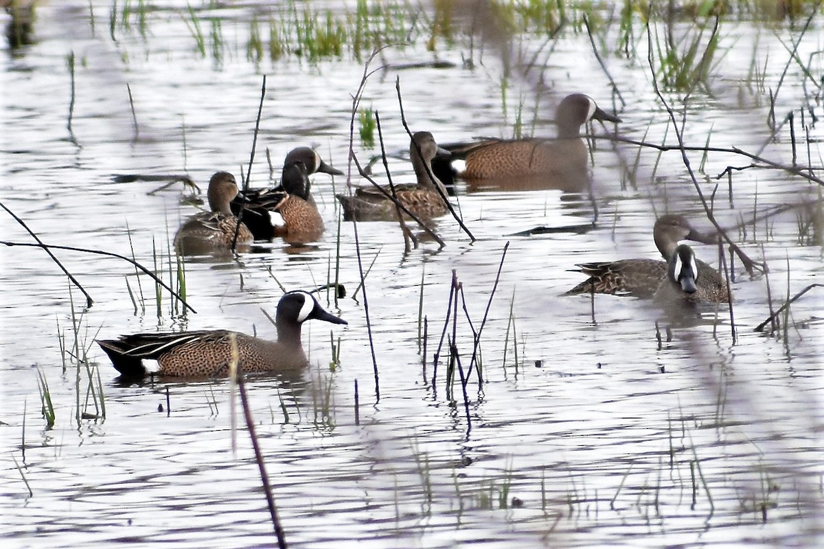 Blue-winged Teal - ML320459151