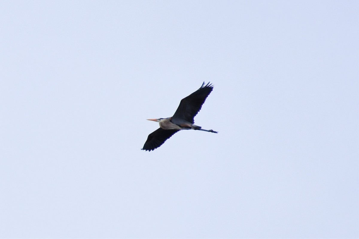 Great Blue Heron - ML320460371