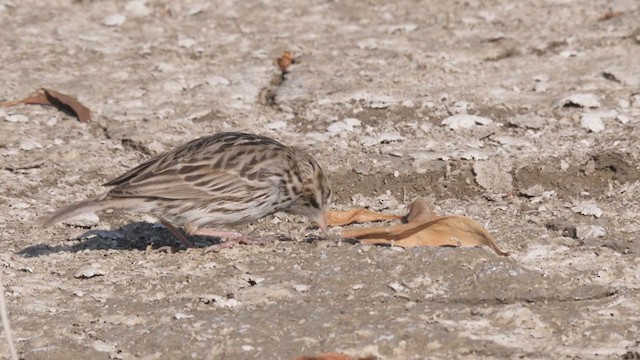 Chingolo Sabanero (grupo guttatus) - ML320461241