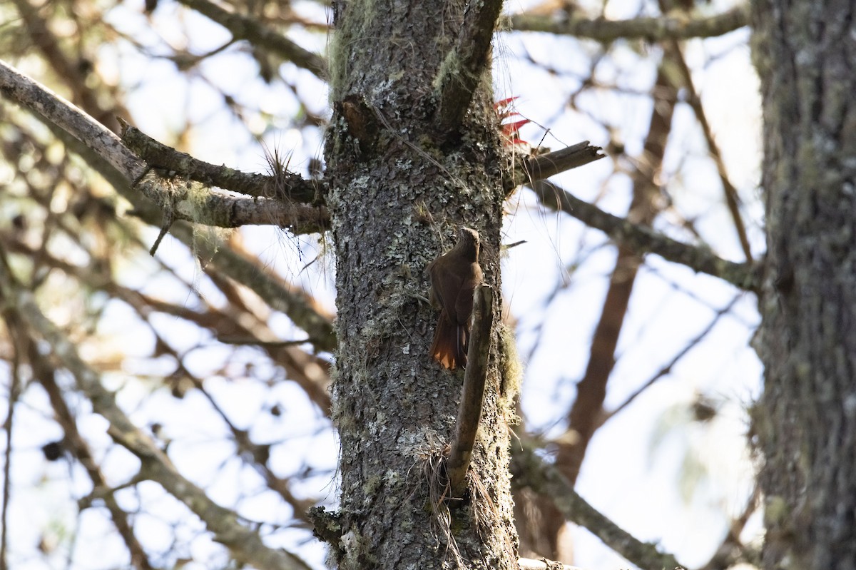 Strong-billed Woodcreeper (Central American) - ML320464251