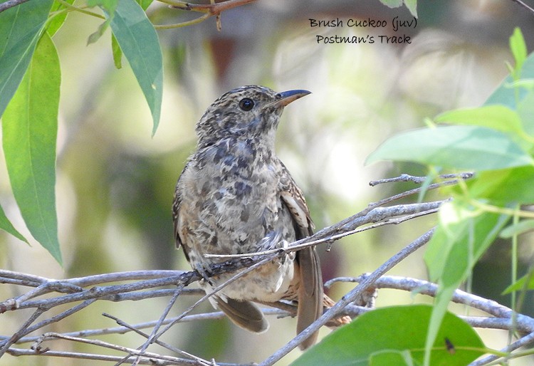 Brush Cuckoo - ML320464651