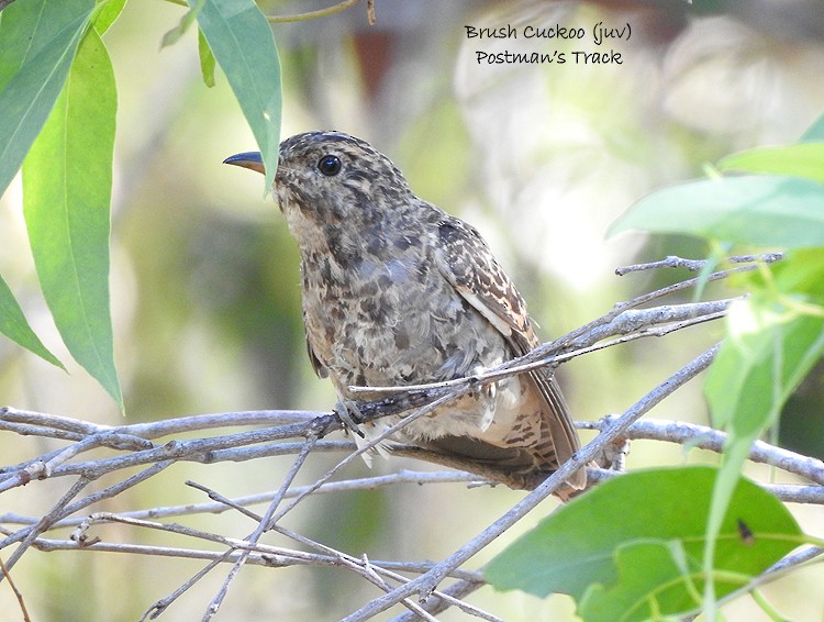 Brush Cuckoo - ML320464661