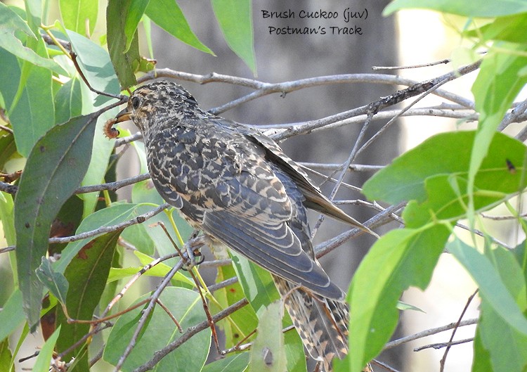 Brush Cuckoo - ML320464691